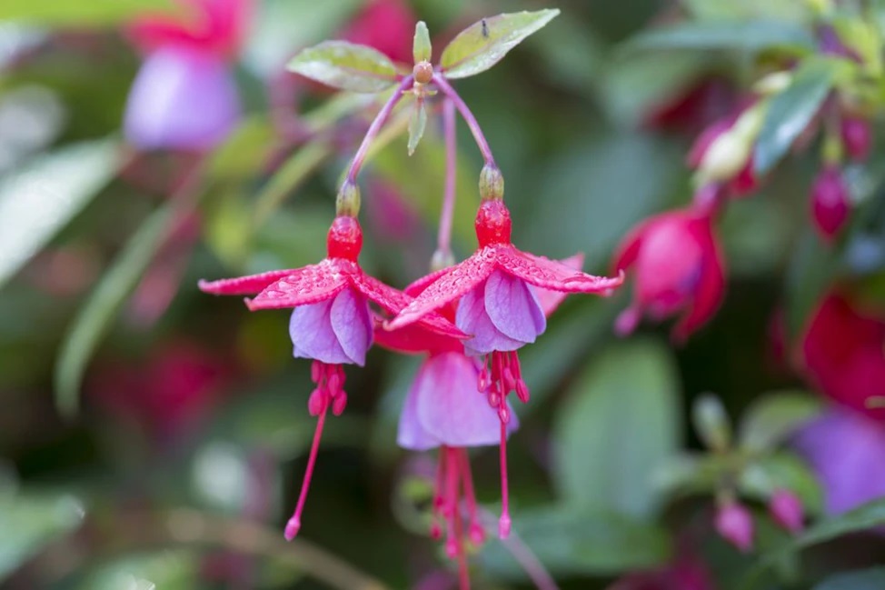 Fuchsia Roots Invasive 10 Plants to propagate in September - TUTORING YOU