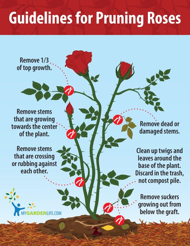 How to Prune Roses – TUTORING YOU